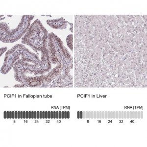 Anti-PCIF1 antibody produced in rabbit 