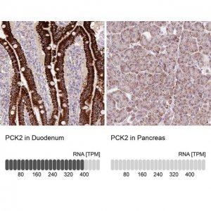 Anti-PCK2 antibody produced in rabbit 