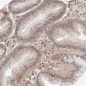 Anti-PCMT1 antibody produced in rabbit 