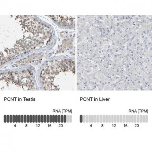 Anti-PCNT antibody produced in rabbit 