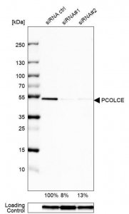 Anti-PCOLCE antibody produced in rabbit 
