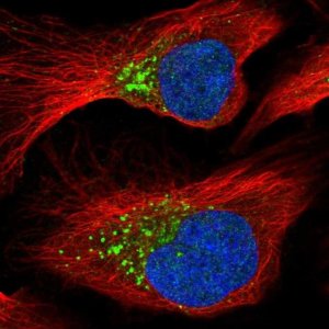 Anti-PCOLCE antibody produced in rabbit 