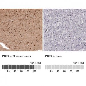 Anti-PCP4 antibody produced in rabbit 