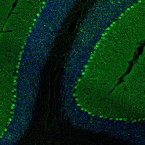 Anti-PCP4 antibody produced in rabbit 