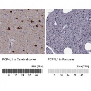 Anti-PCP4L1 antibody produced in rabbit 