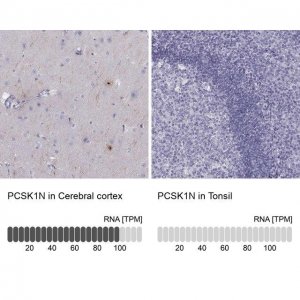 Anti-PCSK1N antibody produced in rabbit 