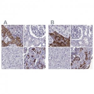 Anti-PCSK1N antibody produced in rabbit 