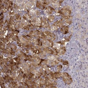 Anti-PCSK2 antibody produced in rabbit 