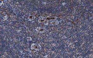 Anti-PD-1 Antibody, clone 1F7 ZooMAb Rabbit Monoclonal 