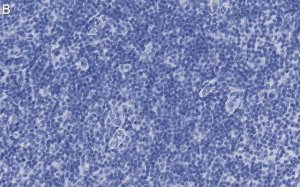 Anti-PD-1 Antibody, clone 1F7 ZooMAb Rabbit Monoclonal 