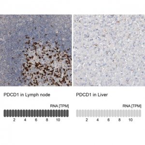 Anti-PDCD1 antibody produced in rabbit 