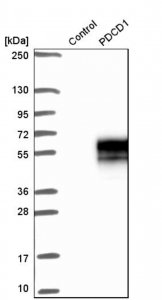 Anti-PDCD1 antibody produced in rabbit 