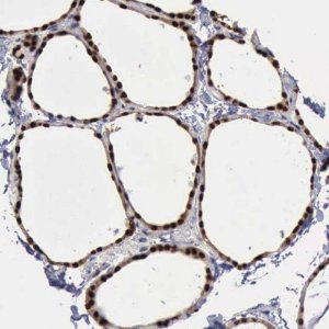Anti-PDCD4 antibody produced in rabbit 