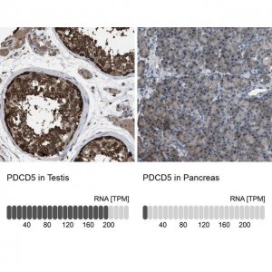 Anti-PDCD5 antibody produced in rabbit 