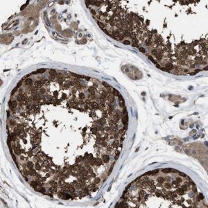 Anti-PDCD5 antibody produced in rabbit 