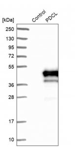Anti-PDCL antibody produced in rabbit 