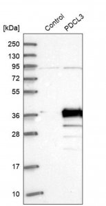 Anti-PDCL3 antibody produced in rabbit 
