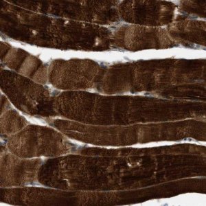 Anti-PDCL3 antibody produced in rabbit 