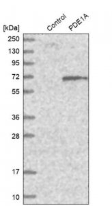 Anti-PDE1A antibody produced in rabbit HPA022151-100UL