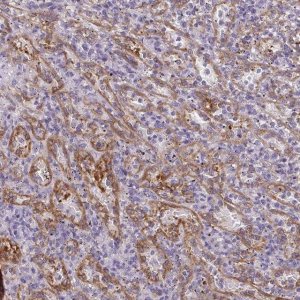 Anti-PDE2A antibody produced in rabbit 