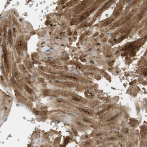 Anti-PDE3A antibody produced in rabbit 
