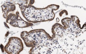 Anti-PDE4B Antibody, clone 1E9 ZooMAb Rabbit Monoclonal 