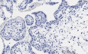 Anti-PDE4B Antibody, clone 1E9 ZooMAb Rabbit Monoclonal 