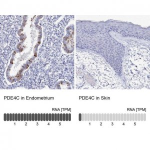 Anti-PDE4C antibody produced in rabbit 