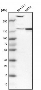 Anti-PDE4DIP antibody produced in rabbit 