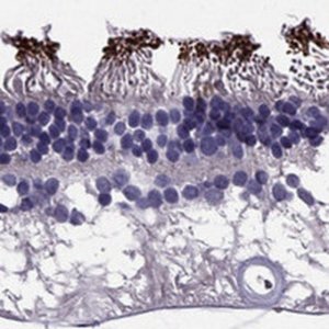 Anti-PDE6A antibody produced in rabbit 