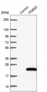 Anti-PDE6D antibody produced in rabbit 