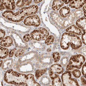 Anti-PDE7B antibody produced in rabbit 