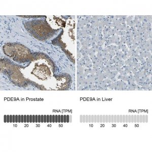 Anti-PDE9A antibody produced in rabbit 