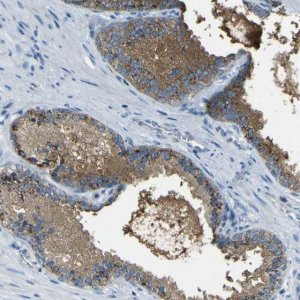 Anti-PDE9A antibody produced in rabbit 