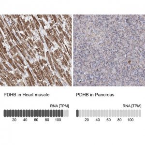 Anti-PDHB antibody produced in rabbit 