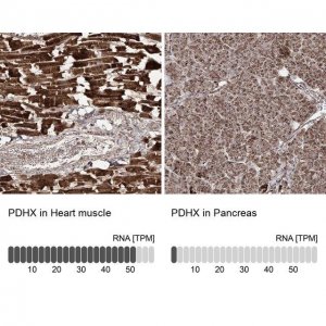 Anti-PDHX antibody produced in rabbit 
