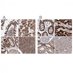 Anti-PDHX antibody produced in rabbit 
