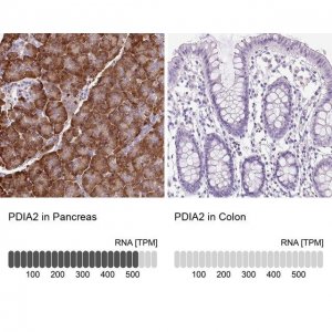 Anti-PDIA2 antibody produced in rabbit 