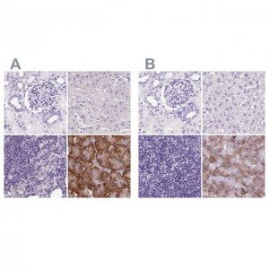 Anti-PDIA2 antibody produced in rabbit 