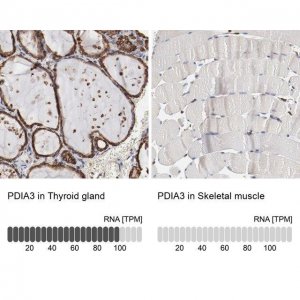 Anti-PDIA3 antibody produced in rabbit 