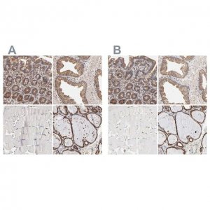 Anti-PDIA3 antibody produced in rabbit 
