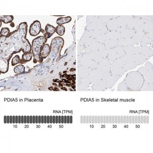 Anti-PDIA5 antibody produced in rabbit 