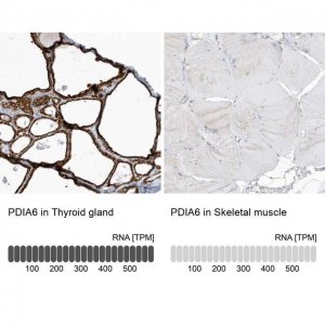 Anti-PDIA6 antibody produced in rabbit 