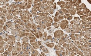 Anti-PDK4 Antibody, clone 2H5 ZooMAb Rabbit Monoclonal 