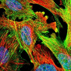 Anti-PDLIM7 antibody produced in rabbit 