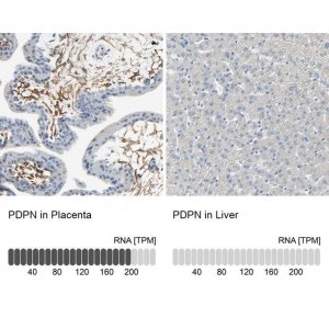 Anti-PDPN antibody produced in rabbit 
