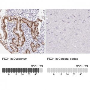 Anti-PDX1 antibody produced in rabbit 