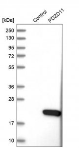 Anti-PDZD11 antibody produced in rabbit 