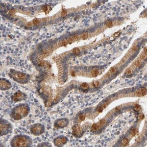 Anti-PDZD11 antibody produced in rabbit 