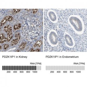 Anti-PDZK1IP1 antibody produced in rabbit 